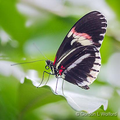 Black Butterfly_28158-60.jpg - Photographed at Ottawa, Ontario, Canada.